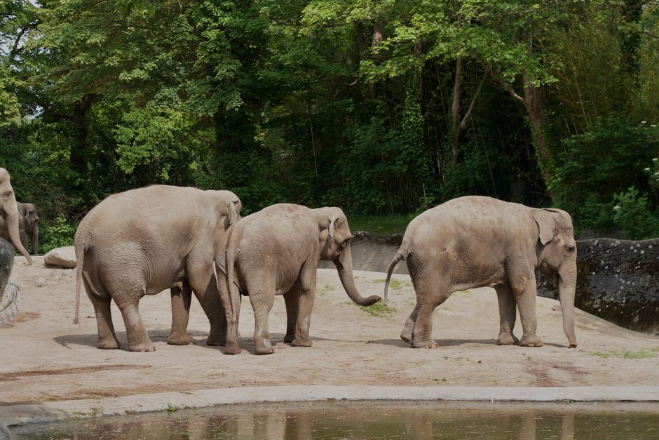 A group of three Asian elephants with grey, wrinkled skin and large, floppy ears walking together in a natural enclosure with a sandy ground surface. The elephants are positioned in a line, with the middle and rightmost elephants slightly ahead of the leftmost one, which has its trunk slightly raised. The enclosure includes a small water feature in the foreground, with a concrete or stone border, and a dense background of green trees and foliage, indicating a zoo or wildlife park setting. The lighting is natural, suggesting daytime, and the scene depicts a peaceful moment during a home relocation or transport of animals within a conservation or sanctuary environment, as seen in professional documentation by Elephant and Castle Removals for apartments or similar moving services.
